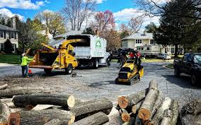 Professional Tree Removal and Landscaping Services in Pilot Mountain, NC